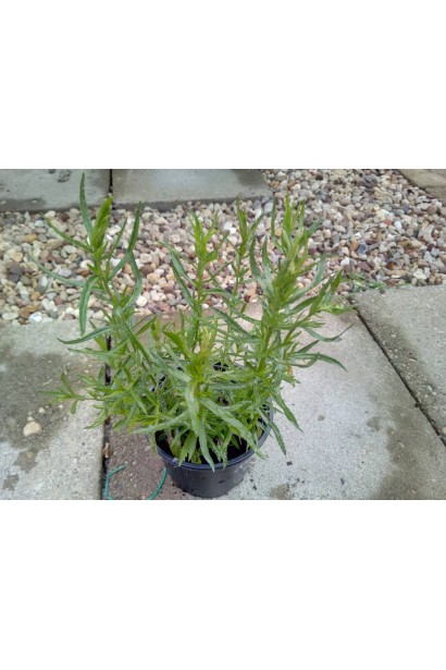 Деревій  саджанець в горщику